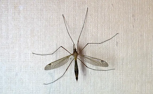 Mosca della gru o cugina, una grande zanzara innocua