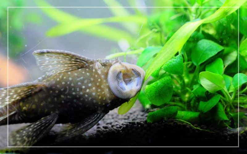 vegetables plecos eat