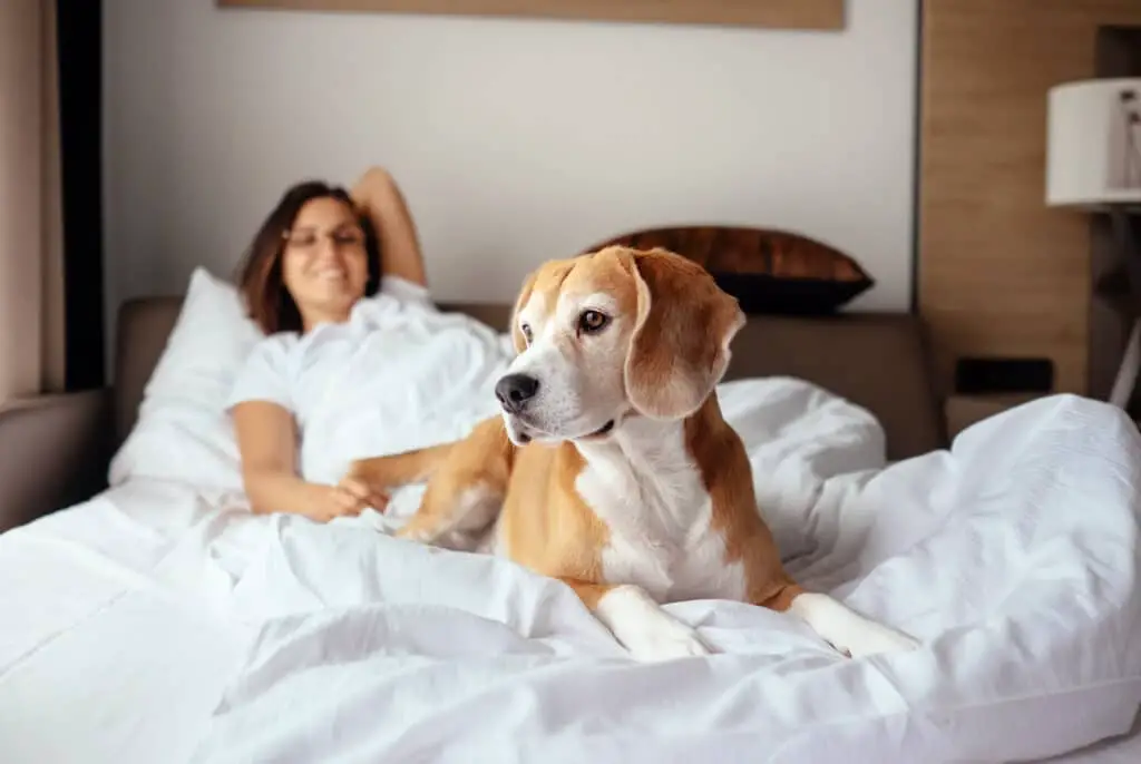 173785 AdobeStock 176018100 Woman and her beagle dog meet morning in bed