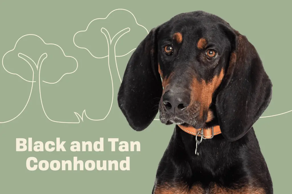 BLACK.AND .TAN .COONHOUND Profile 156b7326be0e43fd82a28a3cba466ab9