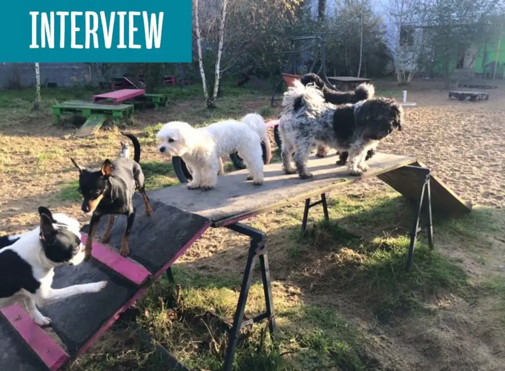 Interview Hundepension