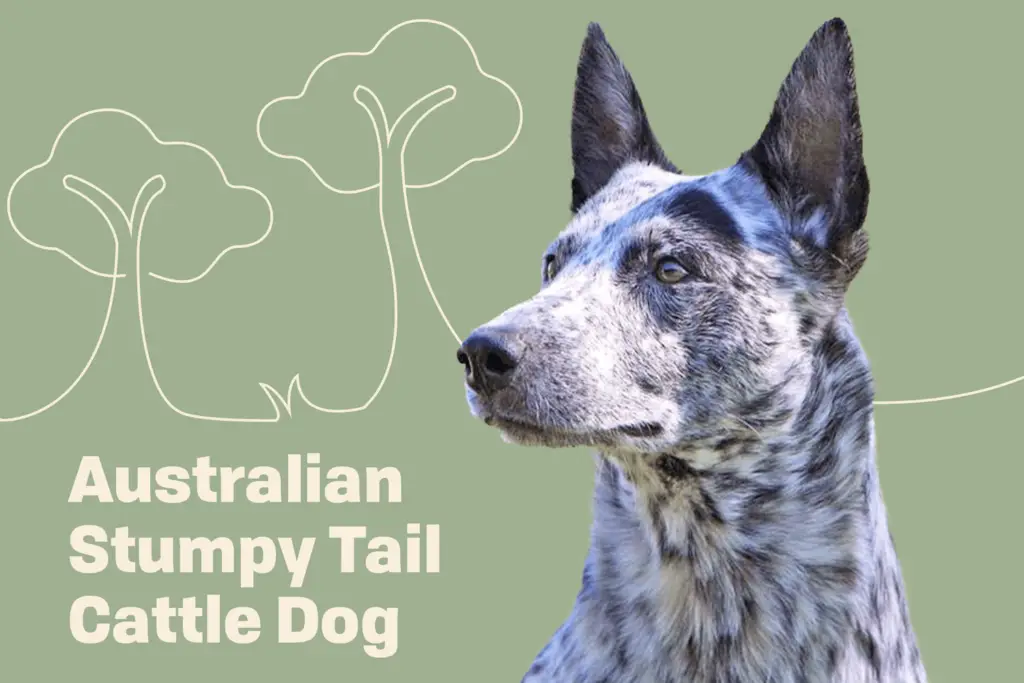 australian stumpy tail cattle dog profile treatment revise 2 c03d9c8b8f8f441e8361931d3ac1cbba