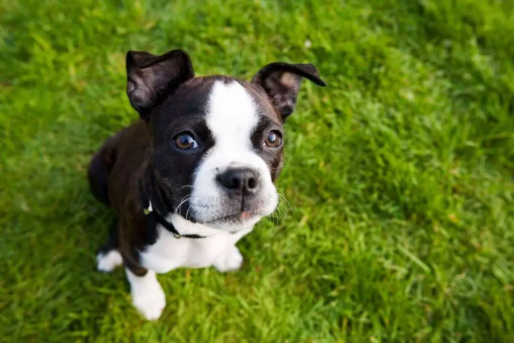 boston terrier puppy sitting on grass 183537788 2000 38d9d4f82ace4b89994d6b0f236294cb