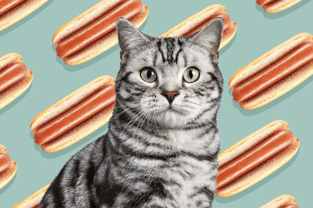 can cats eat hot dogs 5eec6270533e41ffb9f2727ae17a71fc