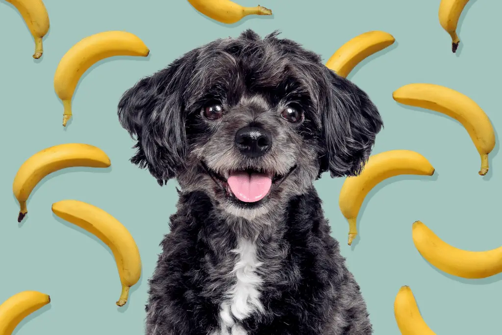 can dogs eat bananas 5b89c27750b34a31a082c53ab70f3768