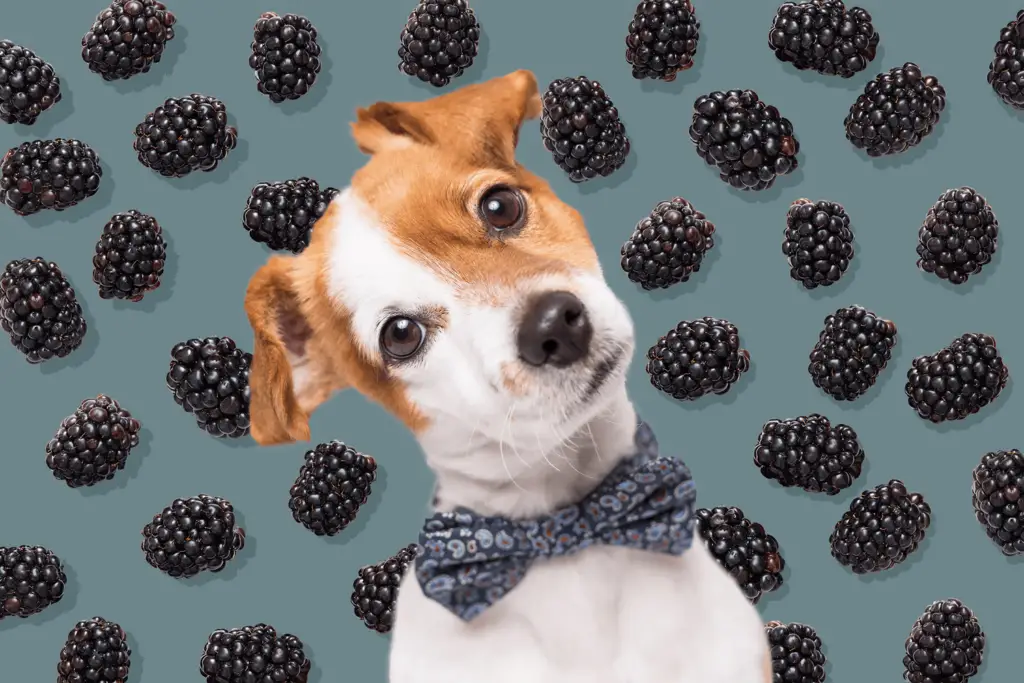 can dogs eat blackberries 3 e5cdabfa730e4e45b344e5b7611baeb7