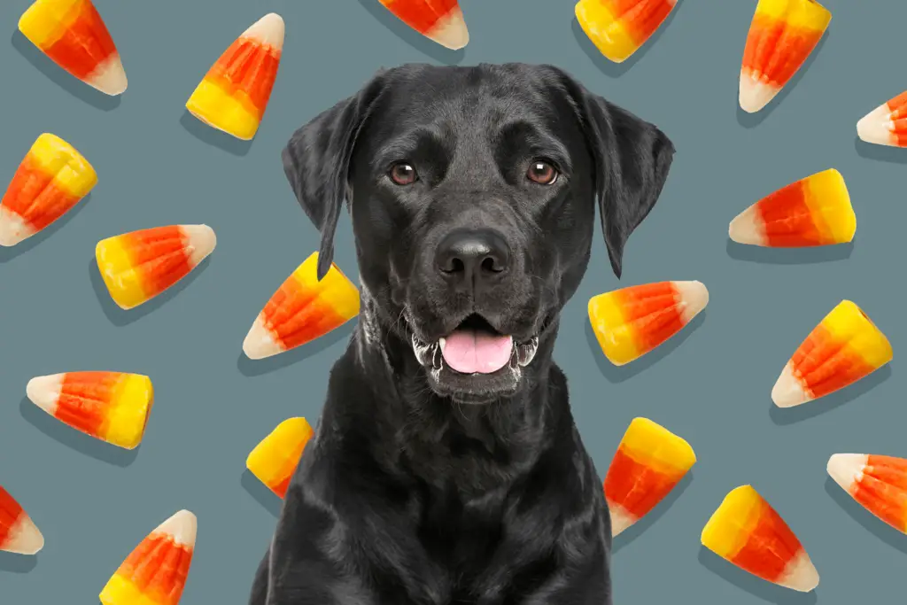 can dogs eat candy corn 3 d9477328ef344279b8e0bfb20f56b333