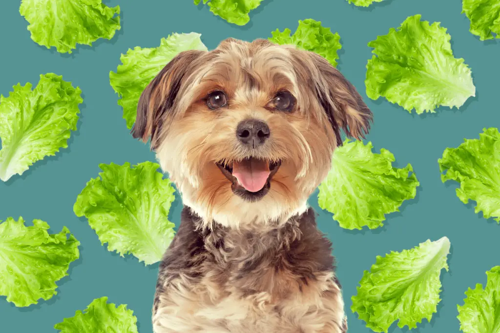 can dogs eat lettuce 0a23e29b3fa146b5b9fdee65b4626f3f