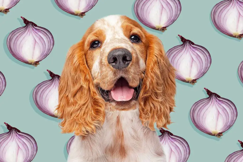 can dogs eat onions 2000 fcca6e7766ec418b9268eea3590ca81f