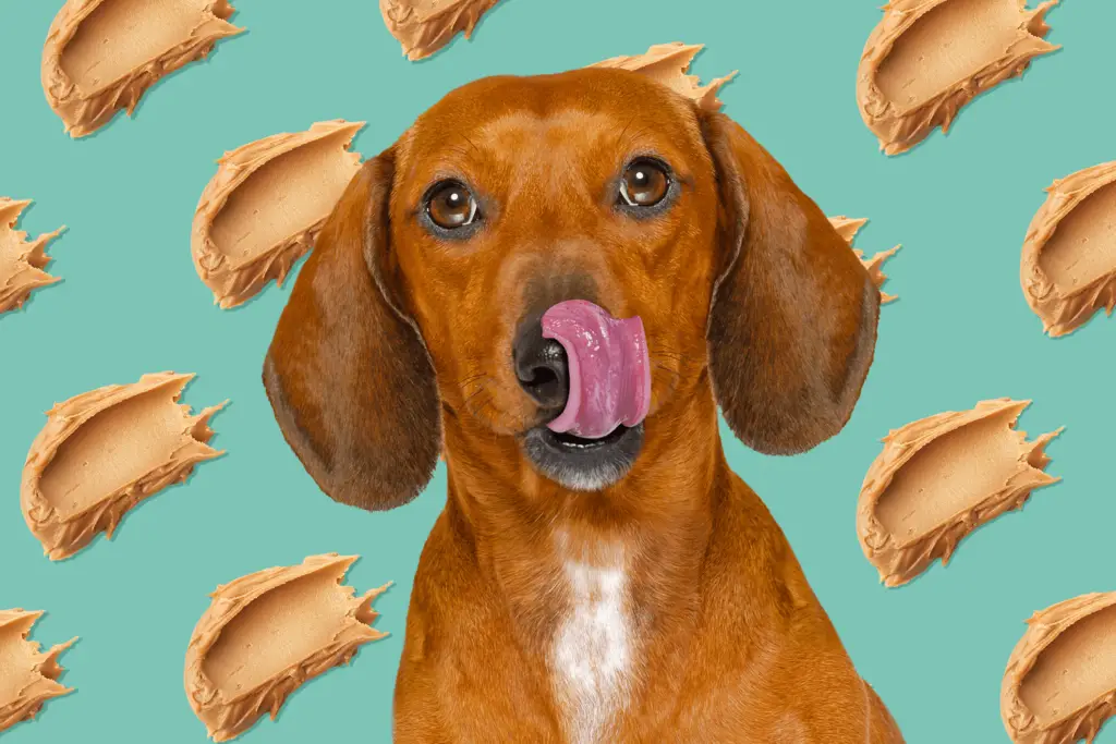 can dogs eat peanut butter 2 70e349ad0224455e96b38ca87a0d68f4