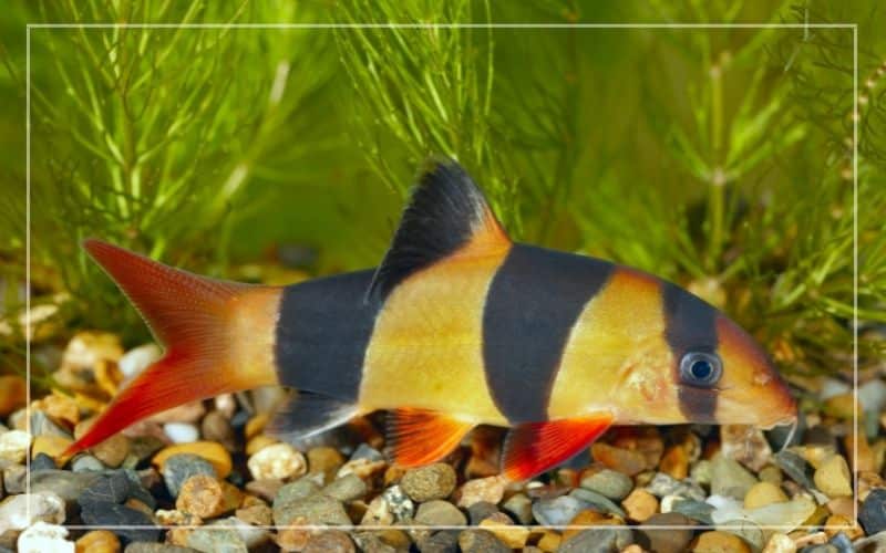 clown loach lifespan