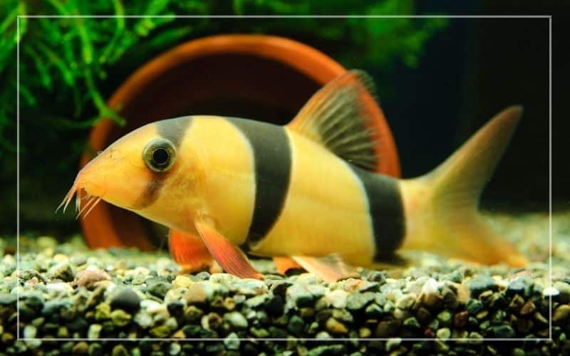 clown loach