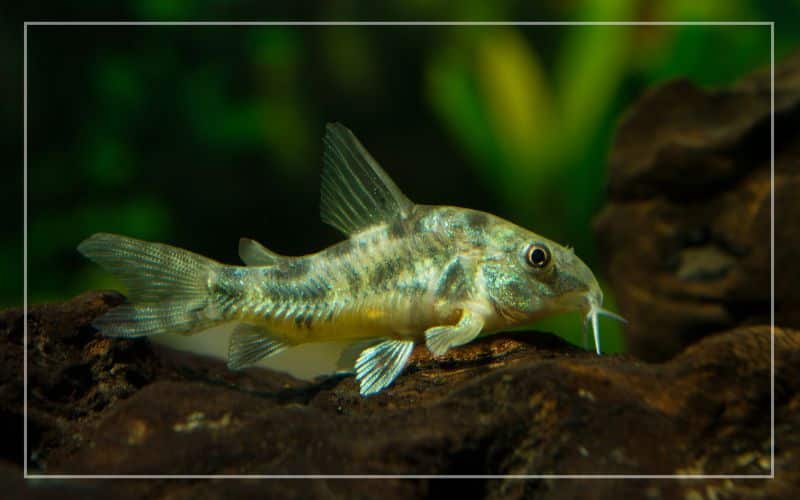 corydoras eat algae