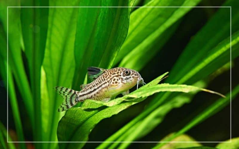 corydoras eat plants