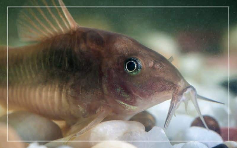 corydoras eat their fry