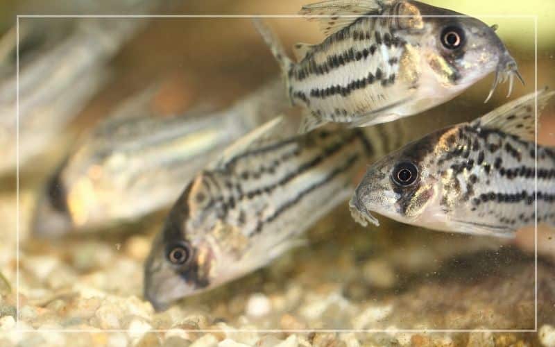 corydoras kill fish