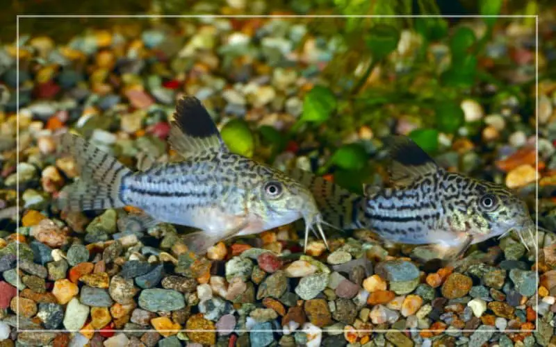 corydoras lifespan