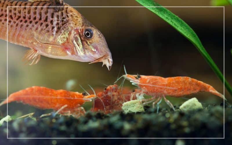 corydoras live with cherry shrimp