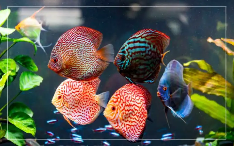 discus fish tank mates