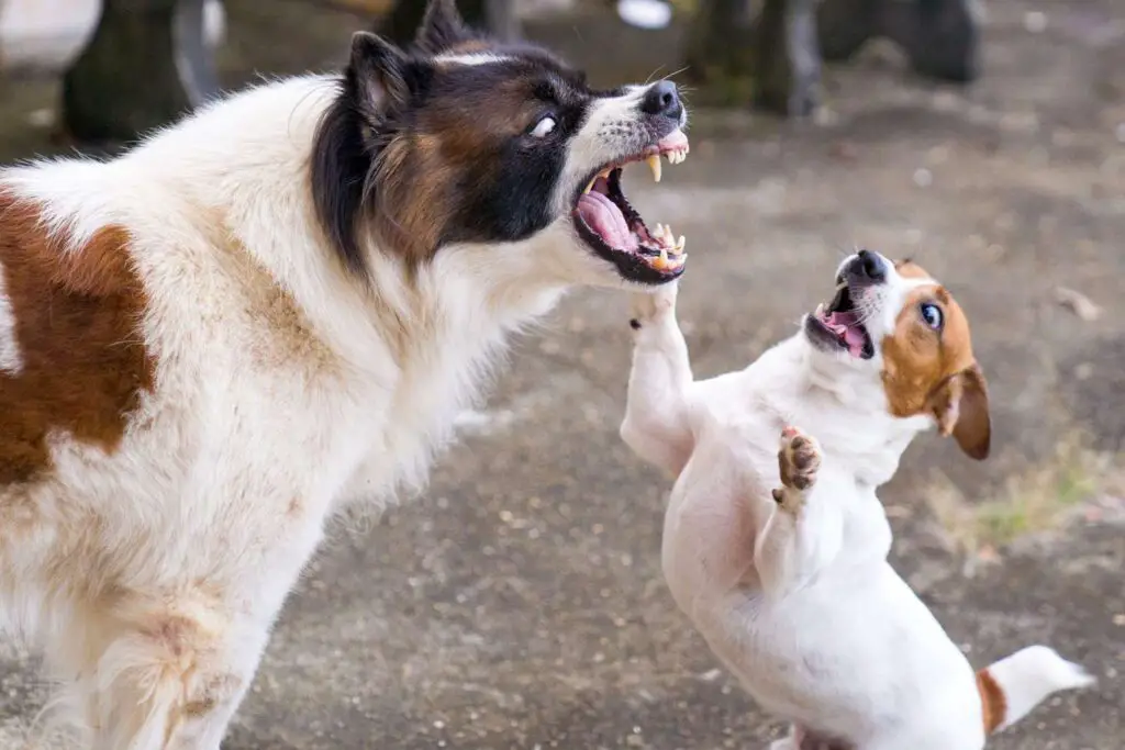 dogs play fighting 1166029655 2000 2d50cae0805645ef8e5f8a0b769444d8