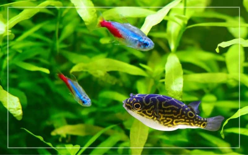 dwarf puffer neon tetras live together