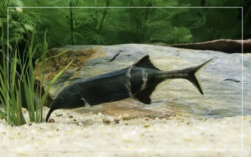 elephant nose fish