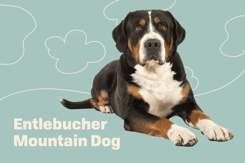 entlebucher mountain dog profile treatment 3049b5336f434e6aabbad9399fb033cd