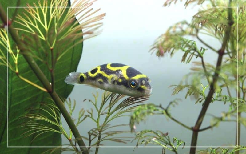 eye spot puffer