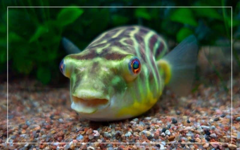 fahaka puffer