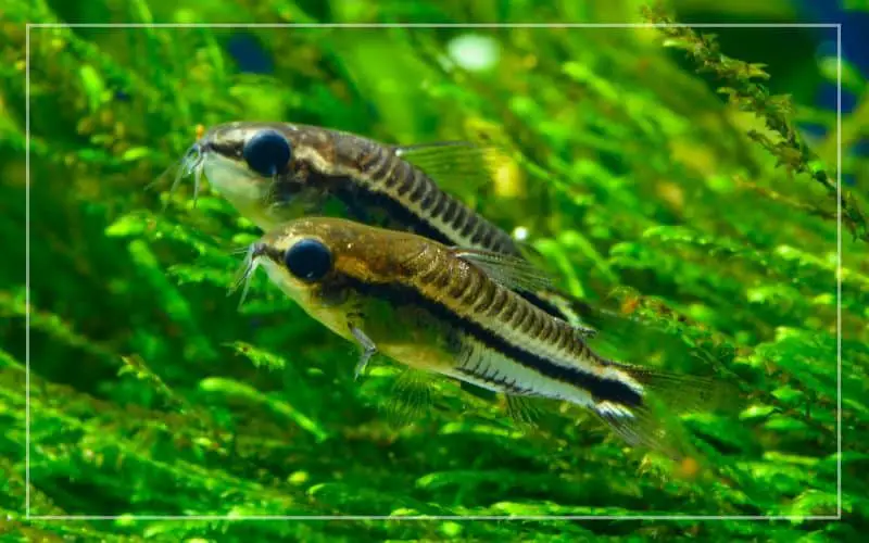 feed pygmy corydoras