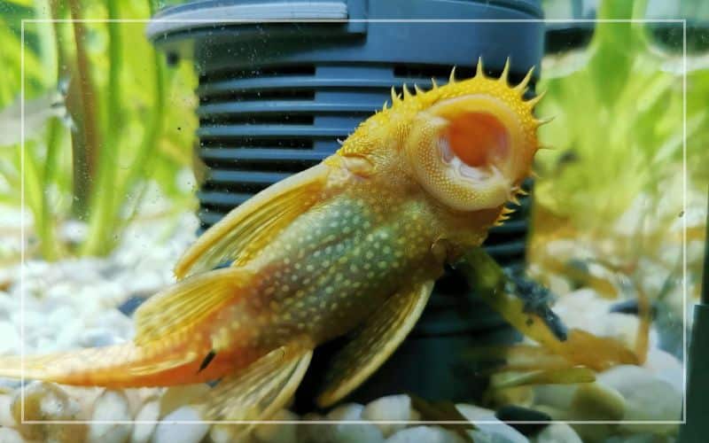 fish hiding behind filter