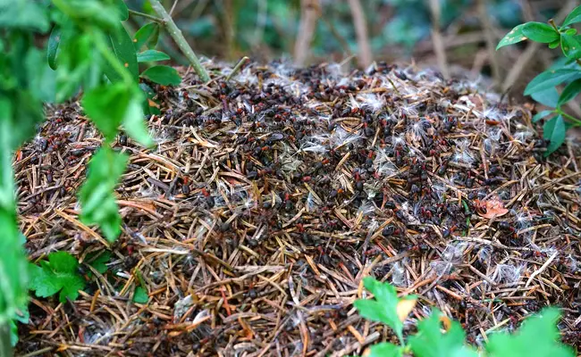 Organizzazione quasi militare di un formicaio 