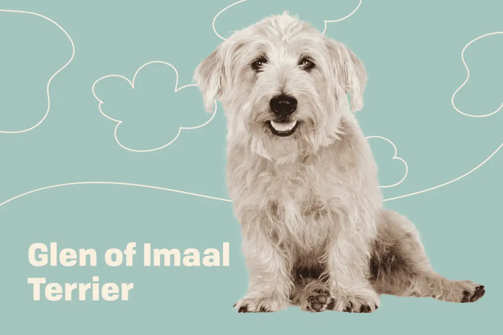 glen of imaal terrier profile treatment 3414a4b76a9a416e9f9221cdb1d9f158
