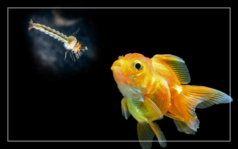 goldfish eat mosquito larvae