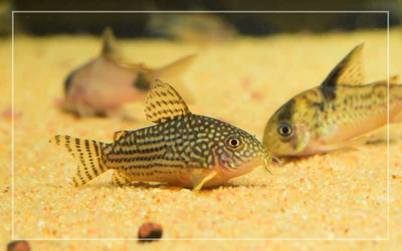 how many corydoras catfish get