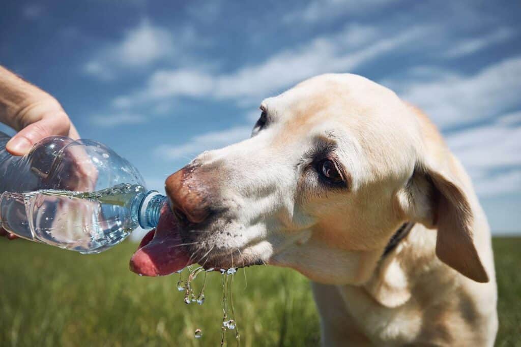 how much water should a dog drink 1326268240 2000 0269fc529833433db3e87aad926ee59a