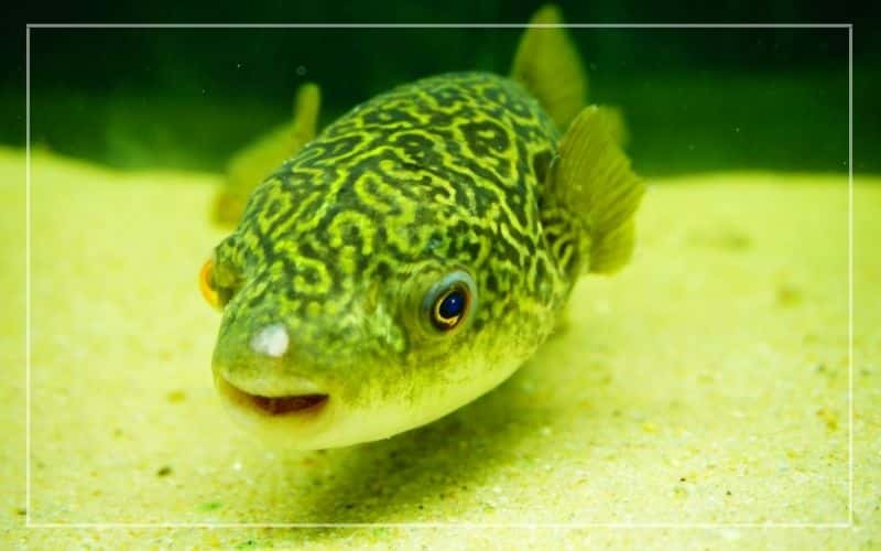 mbu puffer