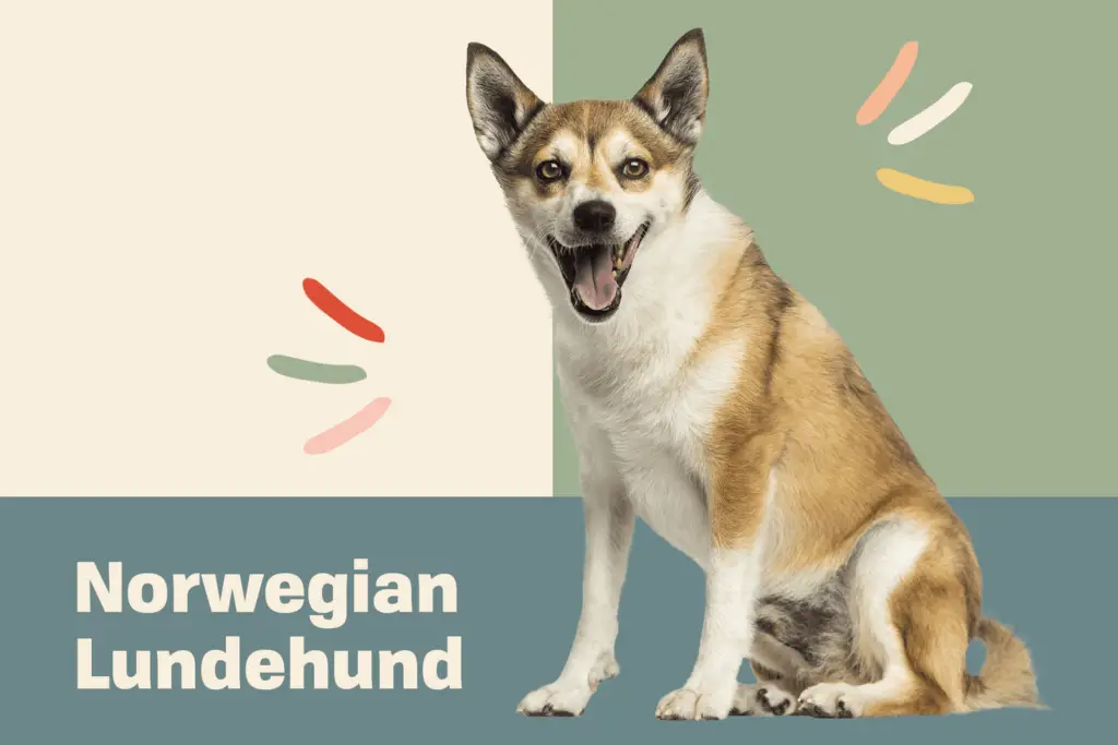 norwegian lundehund profile treatment f870ed20faf34b89a570cd4dbe19c844