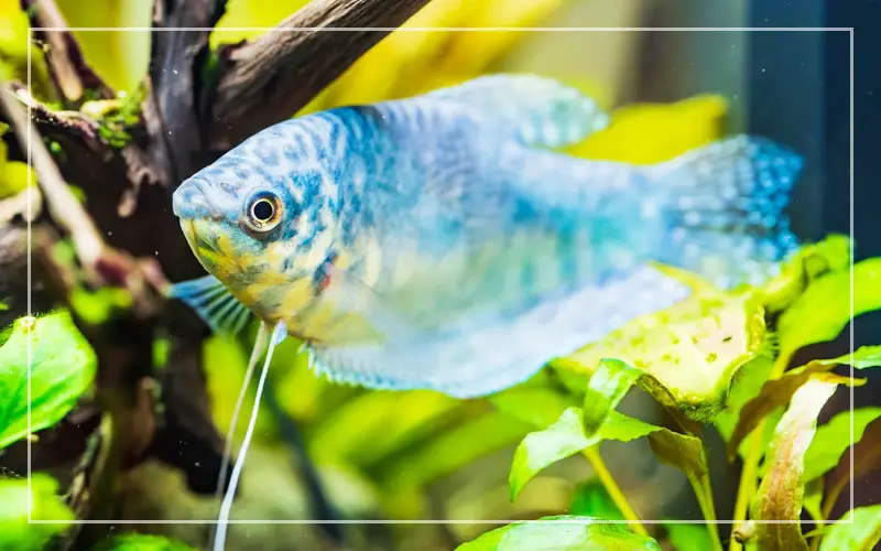 opaline gourami