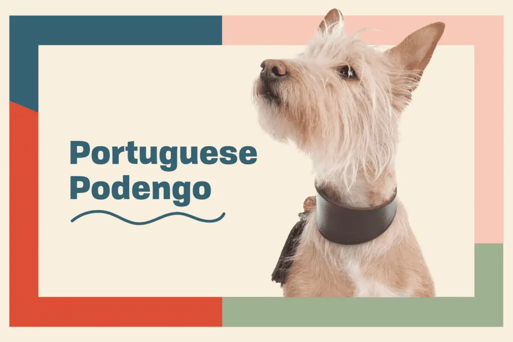 portuguese podengo profile treatment 27ffb63793bc432abd67ae1d8e5fc54b