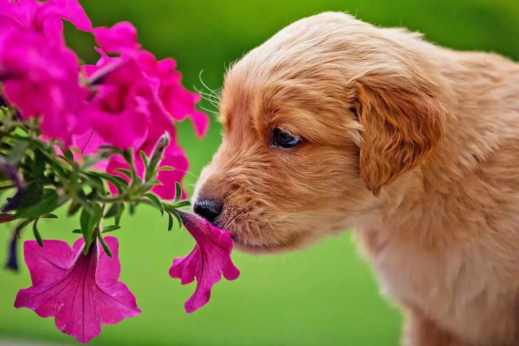 puppy smelling petunia 1195336662 2000 e4a47c3116944a4bbfd6048971b68958