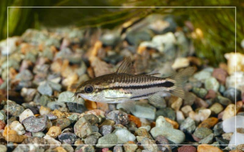 pygmy corydoras