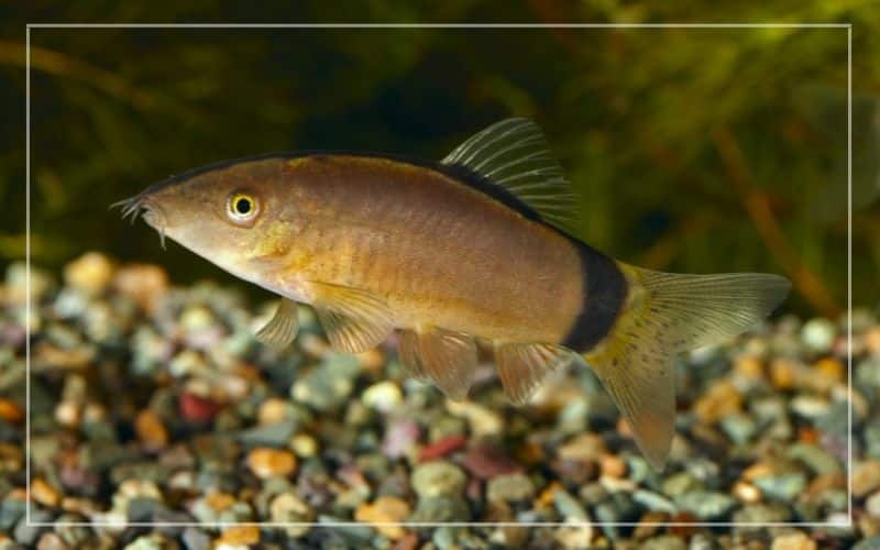 skunk loach