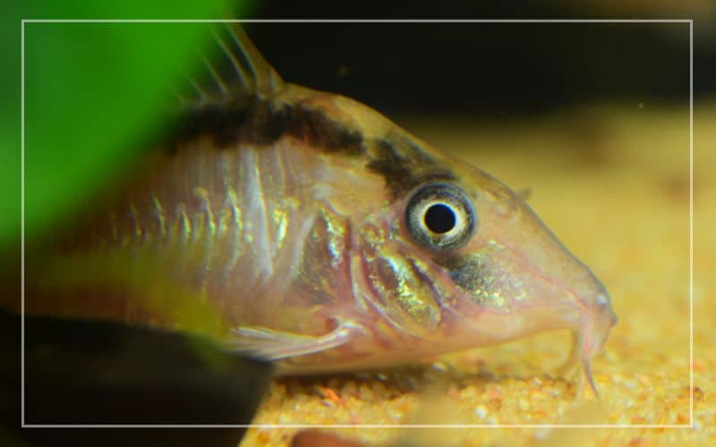 treat white fungus corydoras