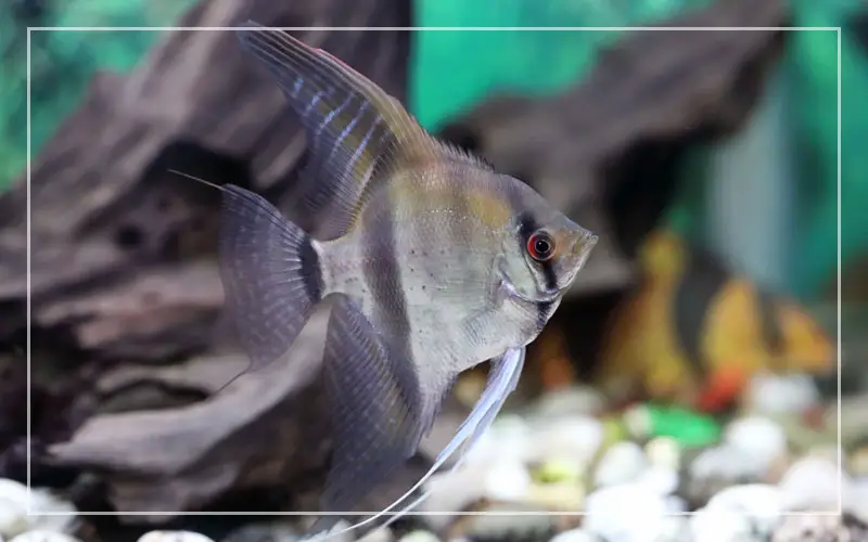 zebra angelfish scalare