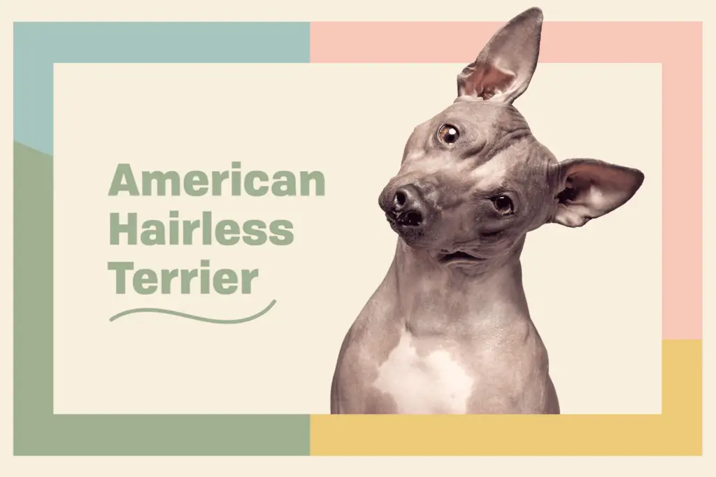 american hairless terrier 03e7dda59f8f4374b6ccd2bf658a88f1