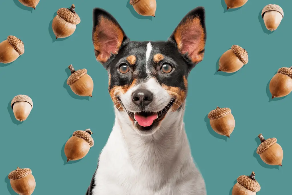can dogs eat acorns 2 cdb33853227a4f138fcbc3a5c1f5de7d