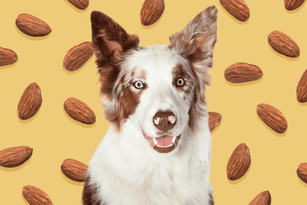 can dogs eat almonds 2 72072fe89e794a5593128f6ace57a7f4