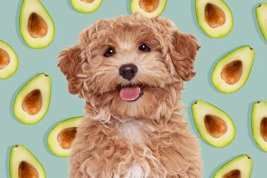 can dogs eat avocado 3 06885b555f2846c98fab2d95d26d5436