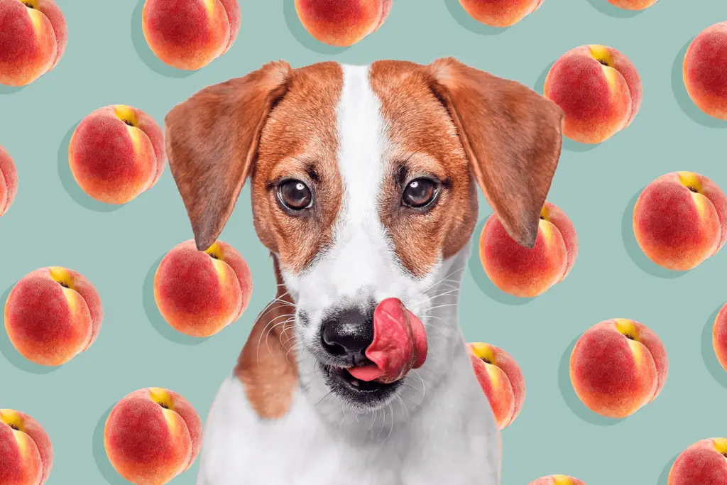 can dogs eat peaches 3 7295b0c29a7b4811a645c84a965f0c76